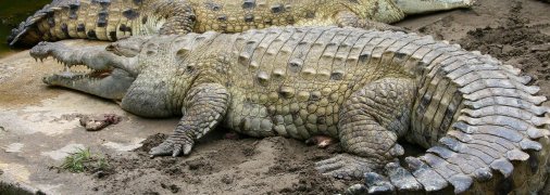 Крокодил