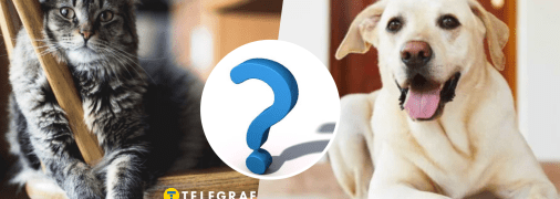 Собаки и коты