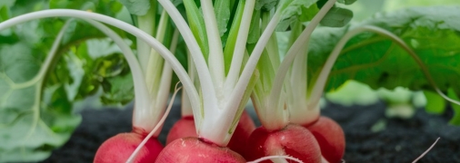 Редис — довольно неприхотливый овощ, легкий в выращивании (изображение создано с помощью ИИ)