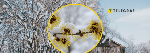 Необычные растения в Украине