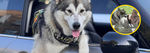 Маламут Люка