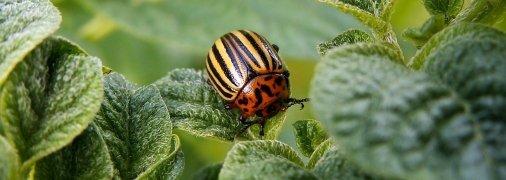 Яд отлично действует на жуков и не вредит растению