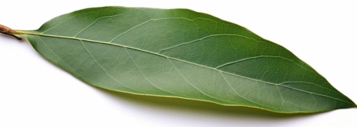 Лавровий лист