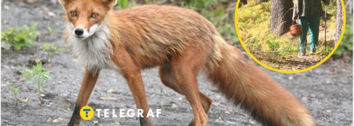 У більшості випадків лисиця намагається не зустрічатися з людьми