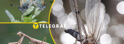 В Україні зникають деякі комахи