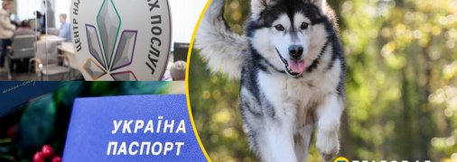 Киянам загрожують штрафи? Що не так з обов'язковою реєстрацією собак і чому її критикують