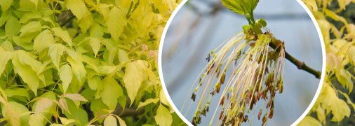 Клен ясенелистний може бути небезпечним для людей з алергією