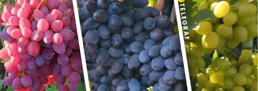 Велес, Каталония, Аркадия - незаменимые сорта на рынке