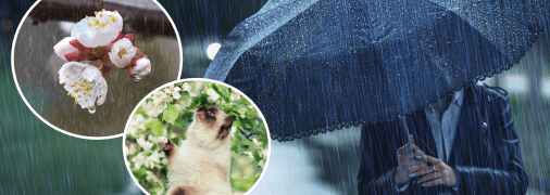 Дощ навесні та кіт