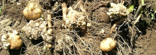 Вражені нематодами бульби картоплі
