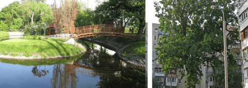 Дуб Крістера