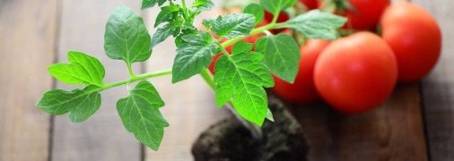 Пора висівати соковиті томати