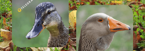 Крижень та сіра гуска