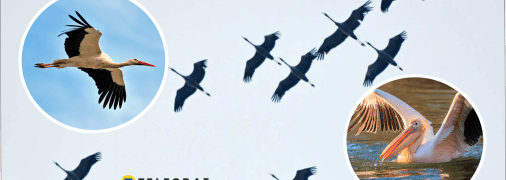 Перелітні птахи України