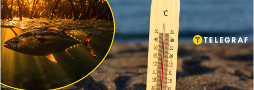 Які види риб страждають від спеки