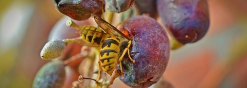 Как уберечь виноград от ос