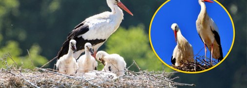 Минулого року у лелечій родині розігрувалися справжні драми