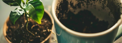 Кофейная гуща может стать отличным удобрением для комнатных растений (изображение создано с помощью ИИ)