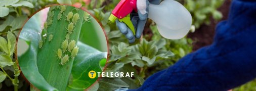 Боротьба з попелицею