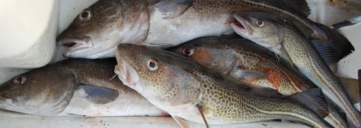 Виды рыбы, которые вредно употреблять в пищу