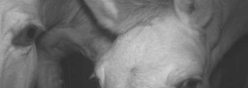 Ученые показали фото очень любопытных животных в Чернобыле