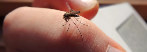 Як позбутися комарів