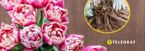 Высадка пионов осенью