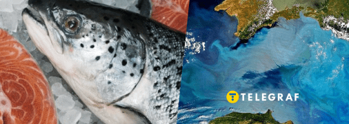 Лососеву форель можна вирощувати в морі