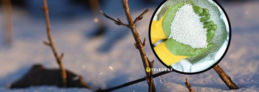 Удобрювати сад та город можна просто поверх снігу