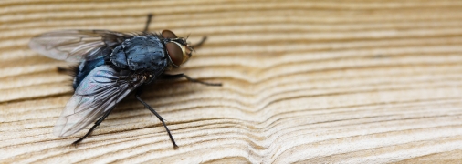Мухи – літній жах