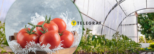 Томаты в теплице сажают в ноябре