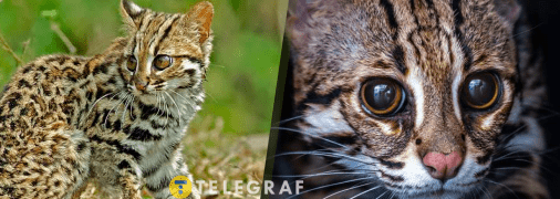 Азійський леопардовий кіт - дика тварина