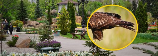 Волонтеры спасли птицу