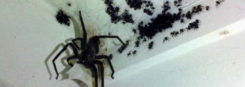 Пауки живут там, где есть еда