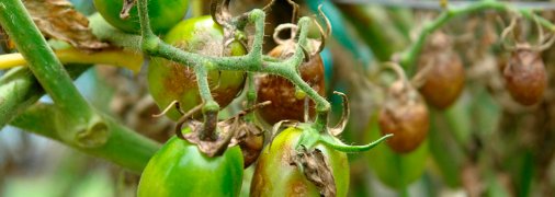 Фитофтороз может вызвать полную потерю урожая