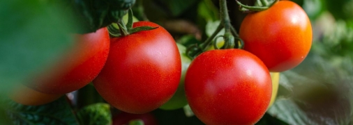 Як врятувати помідори від спеки