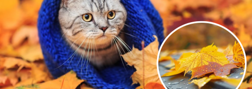 Осень в Киеве