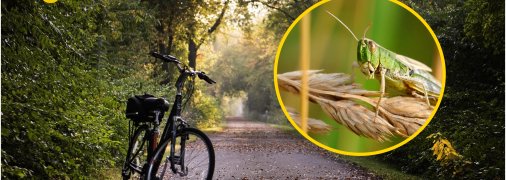 Мандрівник натрапив на "стадо" сарани