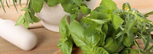 М’ята має багато корисних властивостей для здоров’я