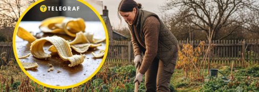 Бананова шкірка може стати корисною в саду та на городі