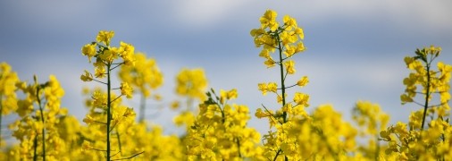 Растения-сидераты украшают участок