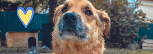 Пес Лис із Макарова