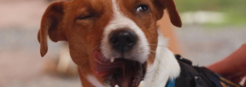 Пес Патрон захватывает мир: каверы, которые должен услышать каждый