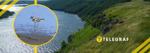 Песочник в заповеднике "Медоборы"