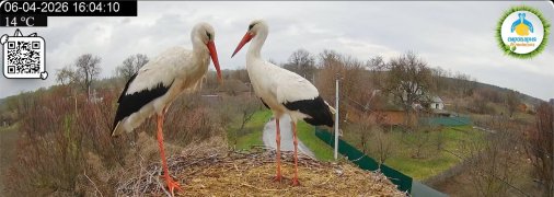 Грицик та Одарка. Фото з камери відеоспостереження за гніздом