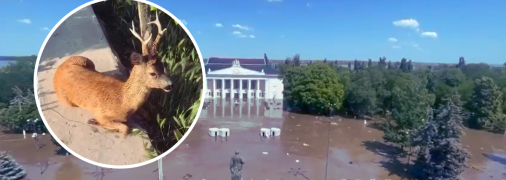 От наводнения погибают животные, под угрозой исчезновения оказались некоторые виды