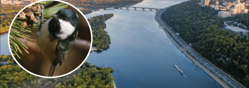 У Дніпрі побачили чорну синицю