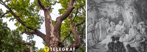 На Черкащині росте дуб, названий на честь Максима Железняка