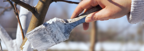 Чим краще побілити дерева в саду