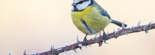 Блакитна синиця занадто маленька, тому годівниця для птахів узимку стане справжнім порятунком